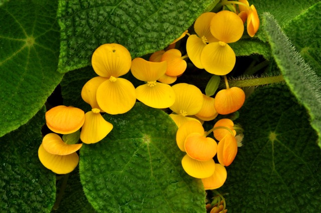 B. microsperma